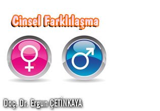Cinsel farklılaşma