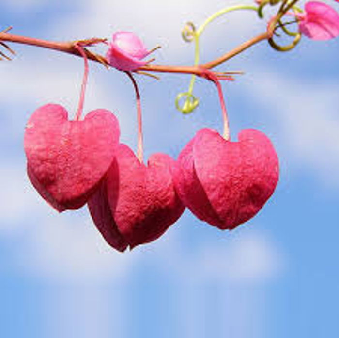 Yarası yarasına denk geleni sever insan