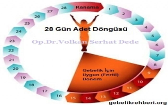 Adet Döngüsü