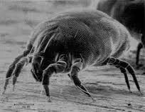 Allerji önlemleri (yenidoğan)