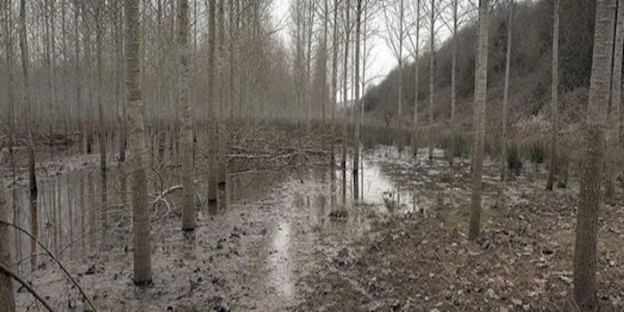 Bataklığı Kurutma Adına Neler Yapılabilir ?