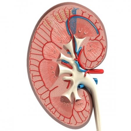Böbrek hastalığını akla getirebilecek 11 temel yakınma