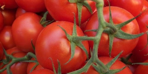 Daha fazla domates yiyerek prostat kanserinden korunabilir miyiz?