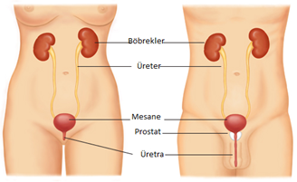Erişkinlerin kanlı idrar (hematüri), kırmızı idrar yakınması ne anlama gelir?