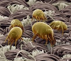 Evdeki alerjenler nelerdir? Aynı ortamı paylaştığımız akarlar alerjik reaksiyon sebebi