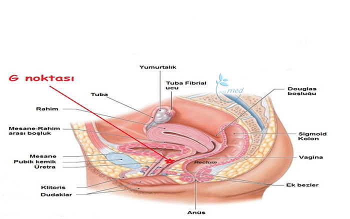 G NOKTASI BÜYÜTME (ORGAZM AŞISI)