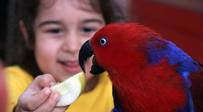 Hayvana Şiddet İnsana Şiddetin Habercisi