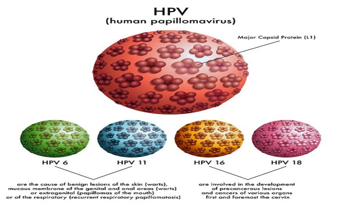 HPV Nedir?