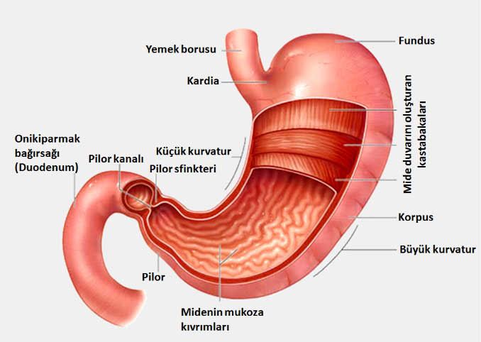İntestinal metaplazi-atrofik gastrit