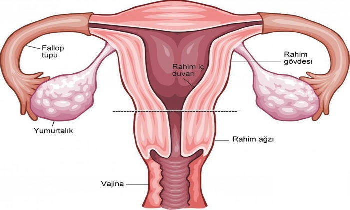 Kadın Genital Sistem Enfeksiyonları ve Cinsel Yolla Bulaşan Hastalıklar