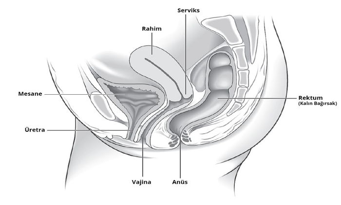 Kadınlarda Pelvik Organ Sarkması