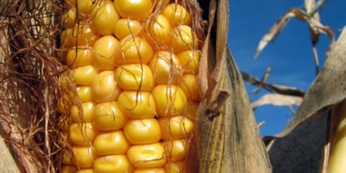 Karaciğer kanserinde aflatoksin etkisi!