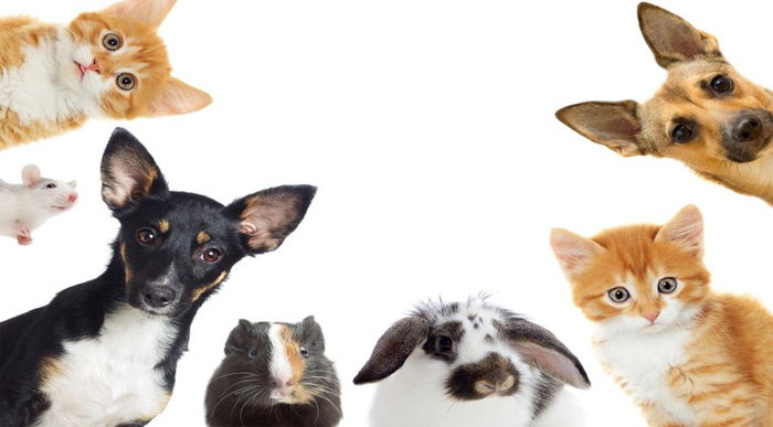 Sevimli ve Yararlı Dostlarımız