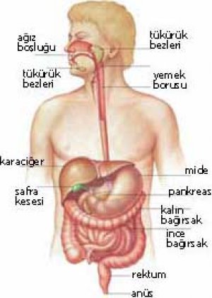 Sindirim kanalındaki darlıkların genişletilmesi