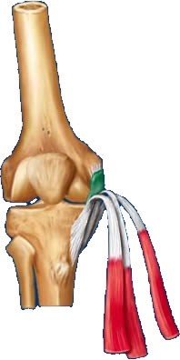 Tendinitler ve bursitler