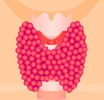 Tiroid tembelliğinde (hipotiroidizm) ilacın kullanma zamanının önemi var mı?
