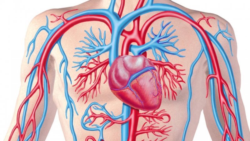 Yaşlı   bireylerde  kolesterol  ilaçları faydalı mı? Zararlı mı?